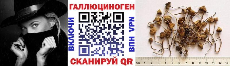 Купить  Воскресенск  Псилоцибиновые грибы Psilocybine cubensis 